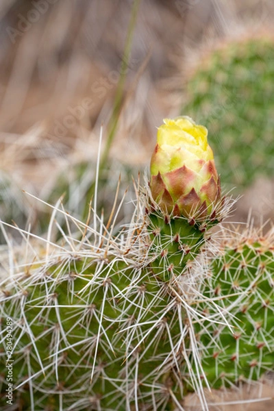 Obraz Cactus Flower