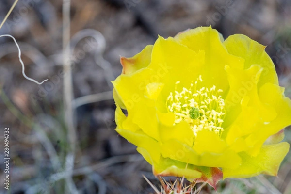 Fototapeta Cactus Flower