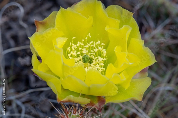 Obraz Cactus Flower