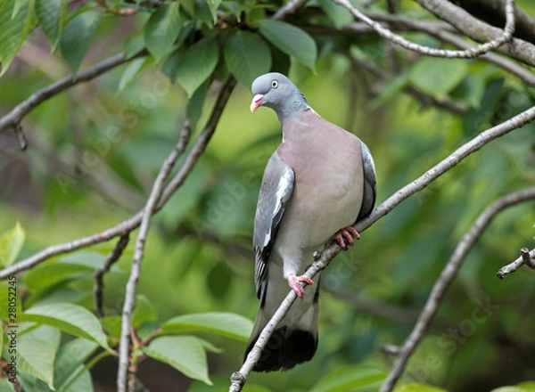 Fototapeta Columba palumbus