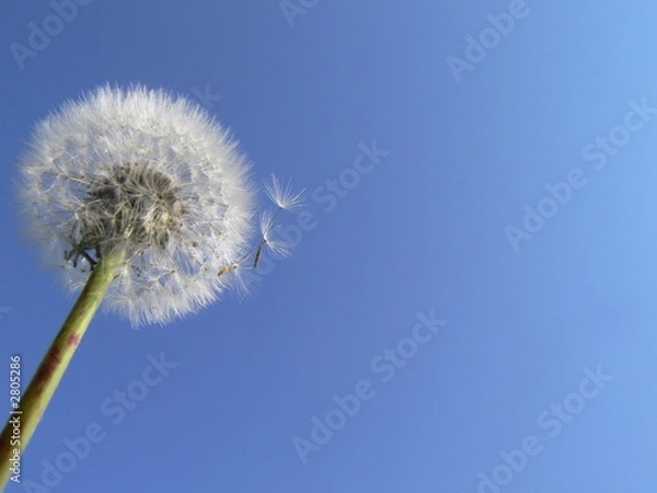 Obraz dandelion