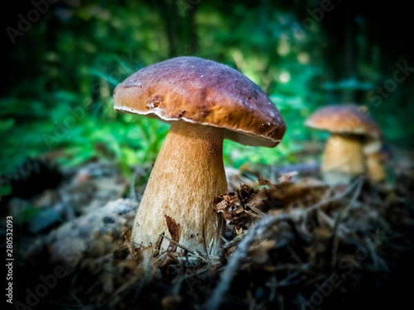 Fototapeta Wild edible mushrooms (Boletus edulis) in autumnal forest, Europe
