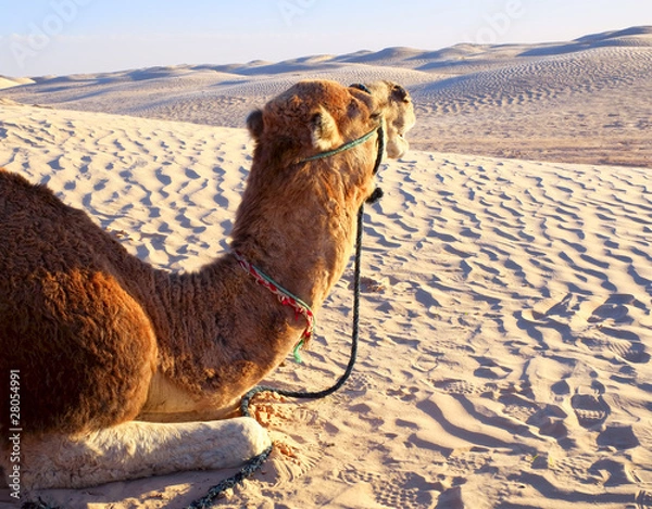 Fototapeta Camel lying on the sand in the desert