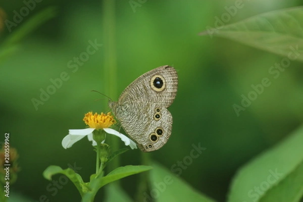 Obraz butterfly on a flower
