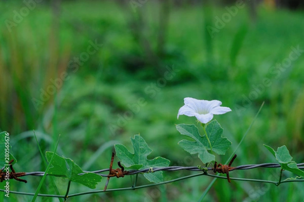 Fototapeta White flowers background blur of natural light.e, bokeh, flare, sunshine, blurry, dandelion, amazing, golden, sunny, softness, sky, field, effect, glitter, burst, white, nature, bea