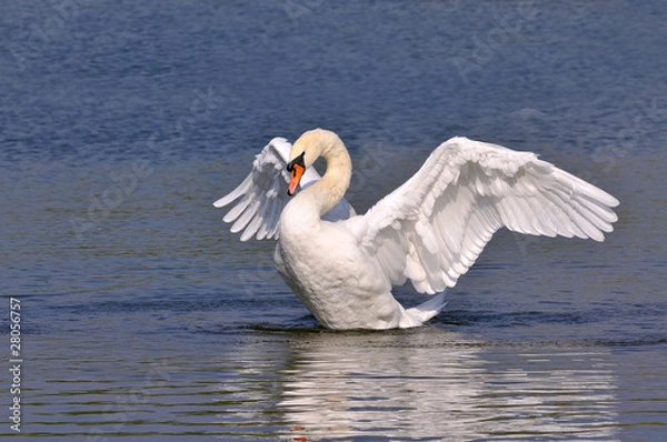 Obraz Swan Wings Spread