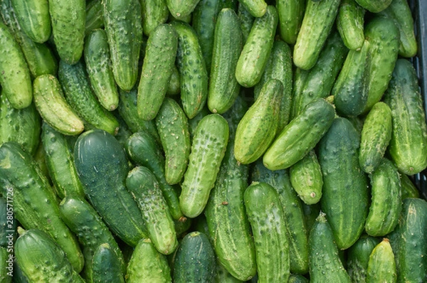 Fototapeta many fresh green small cucumbers texture