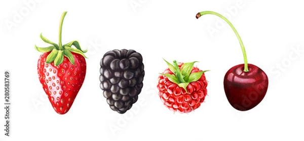 Fototapeta Hand drawn watercolor illustration of strawberry, blackberry, raspberry, cherry.