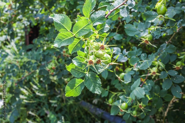 Fototapeta green leaves of a tree in spring