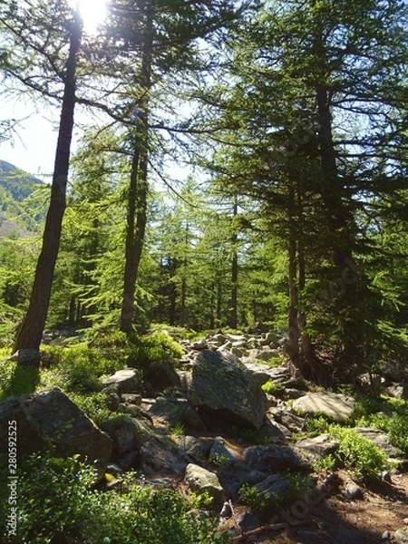 Fototapeta A forest in the Alps during a sunny summer day in Val Bognanco, near the town of Domodossola, Italy - June 2019.