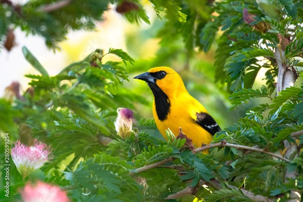 Fototapeta A Yellow Oriole, Icterus nigrogularis, bird perched in a Calliandra tree (Powderpuff ) with pink flowers.
