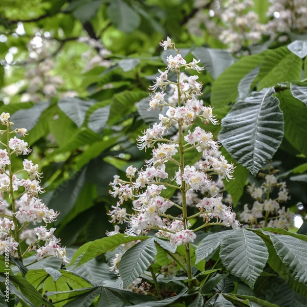 Obraz Flowering horsechestnut