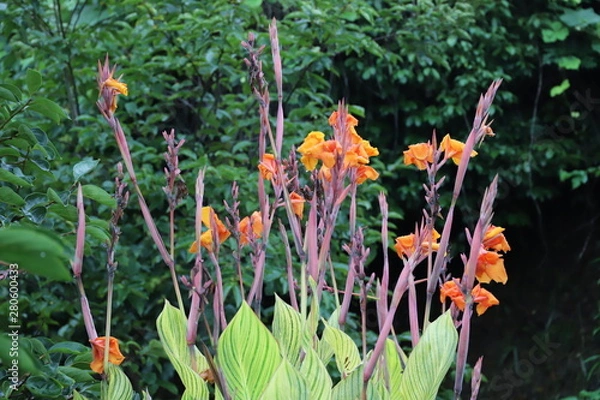 Obraz カンナ ベンガルタイガー