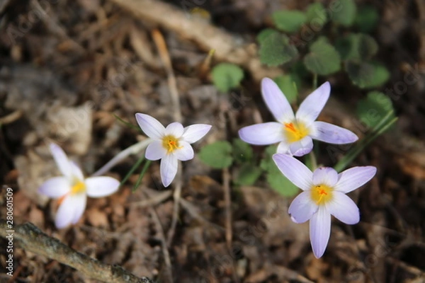 Fototapeta crocus 