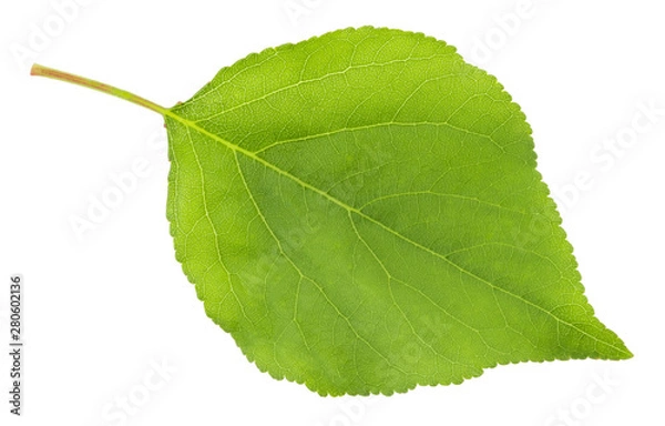 Fototapeta apricot leaf isolated on a white background