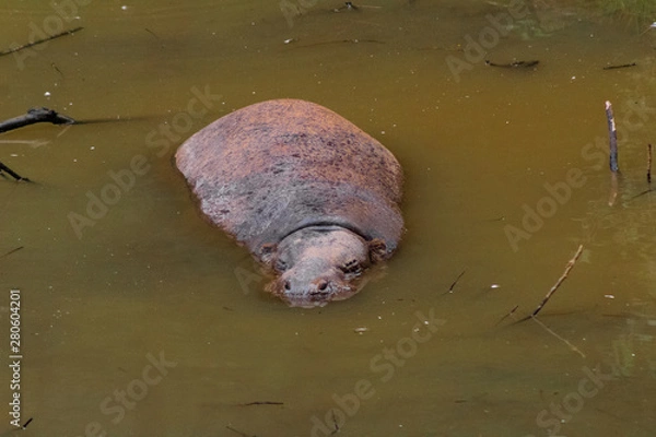 Fototapeta a pygmy hippo resting in its enclosure
