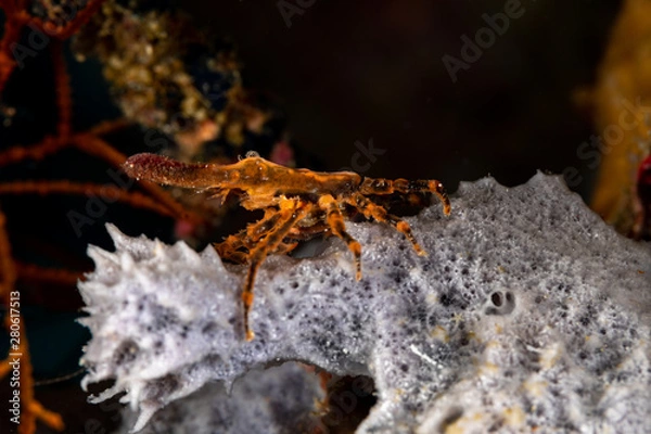Fototapeta Conical crab, Xenocarcinus conicus, is a species of True Crab in the family Epialtidae