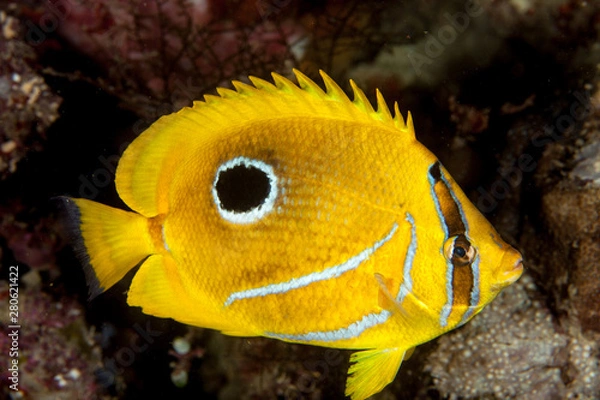 Fototapeta The bluelashed butterflyfish, Chaetodon bennetti