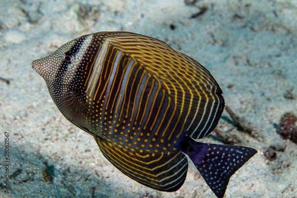 Fototapeta The Red Sea sailfin tang or Desjardin's sailfin tang (Zebrasoma desjardinii)