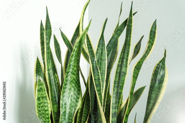 Obraz Sansevieria Blätter nebeneinander