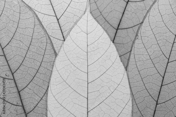 Fototapeta Close up leaf pattern