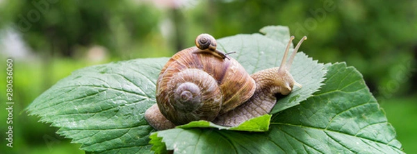Fototapeta a big snail crawls on a green leaf and a small snail crawling on it with a baby with beautiful horns and a shell against the green bokeh of the forest