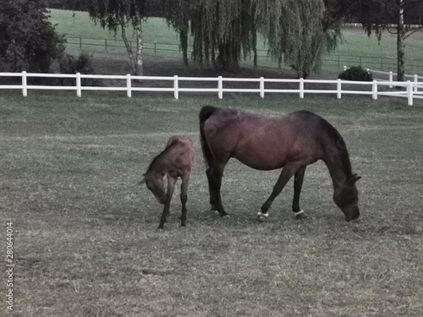 Obraz horses in a field