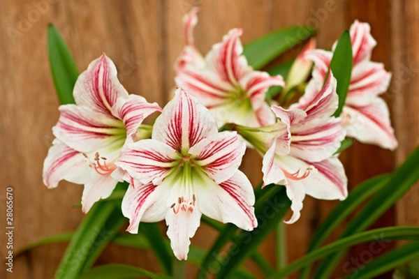 Obraz White Amaryllis