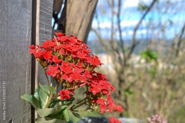 Obraz Focus on flower