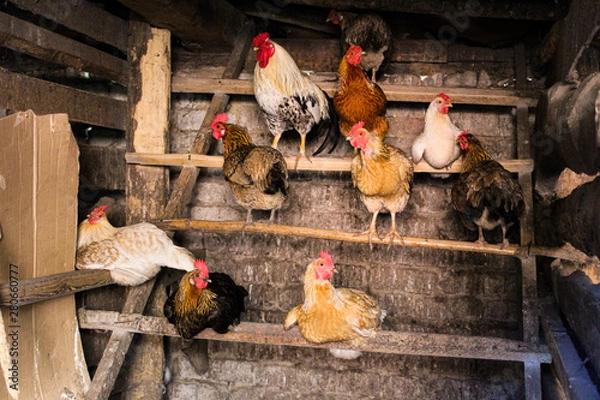 Fototapeta chicken and rooster in the chicken coop agriculture
