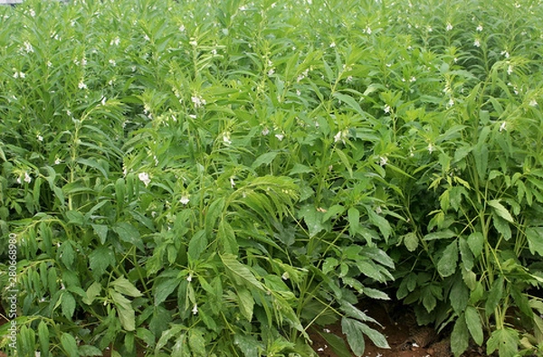 Fototapeta 참깨꽃