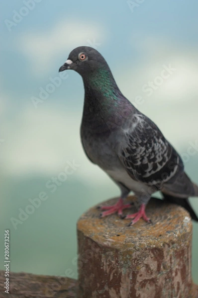 Fototapeta 公園の鳩