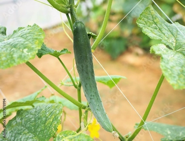 Fototapeta 温室のキュウリ栽培　初夏