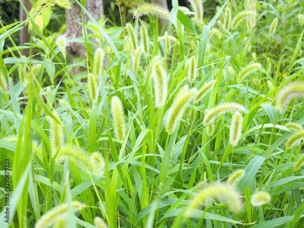 Fototapeta エノコログサ　初夏