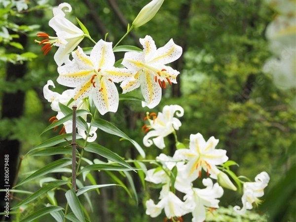 Fototapeta 森のヤマユリの花　初夏