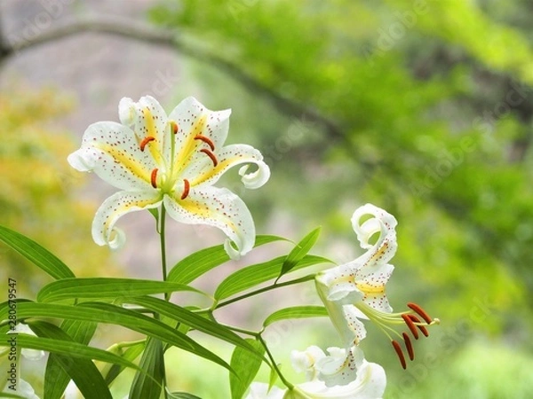 Fototapeta 森のヤマユリの花　初夏