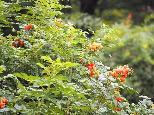 Fototapeta ハマナスの実　初夏