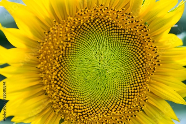 Fototapeta ひまわりの接写