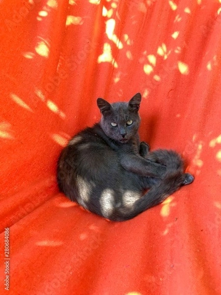 Obraz Grisbi le chat dans son hamac