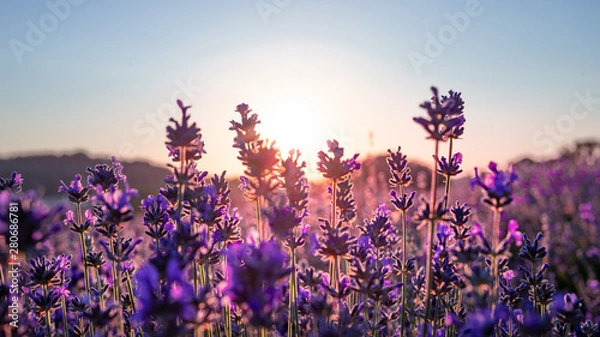 Obraz Sunset over lavender field