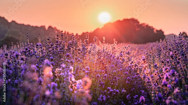 Obraz Sunset over lavender field