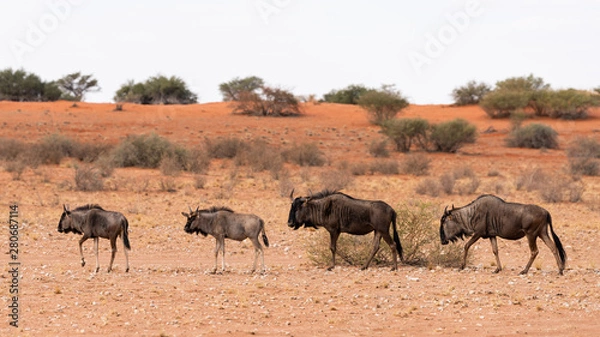 Fototapeta Streifengnus