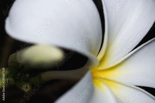 Fototapeta the frangipani in macro view
