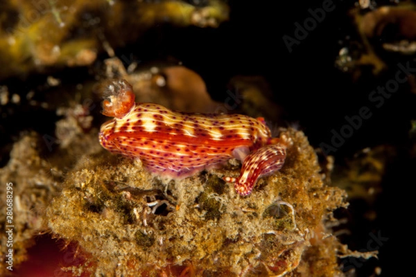 Fototapeta Hypselodoris maculosa mating