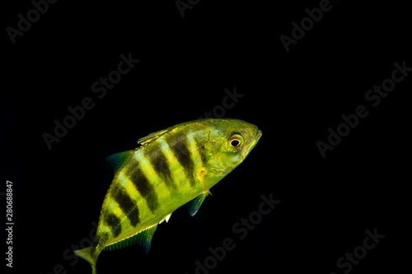 Fototapeta Juvenile Golden trevally, Gnathanodon speciosus, also known as the golden kingfish, banded trevally and king trevally