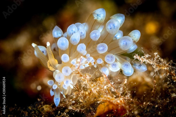 Obraz Janolus cristatus, sometimes known by the common name crested aeolis