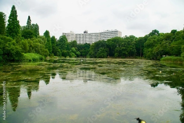 Fototapeta 井の頭公園の風景
