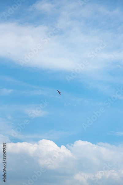 Fototapeta 空と雲と鳥