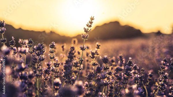 Obraz Sunset over lavender field