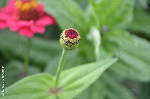 Obraz Beautiful and Cute Flower in Garden